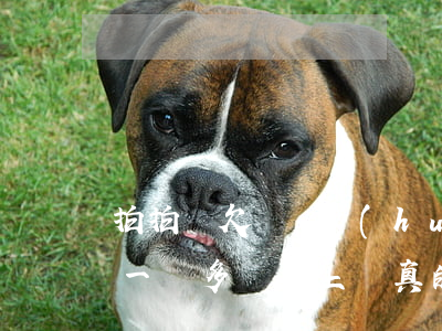 拍拍貸欠兩萬會(huì)上門嗎(欠拍拍貸一萬多說要上門真的還是假的)