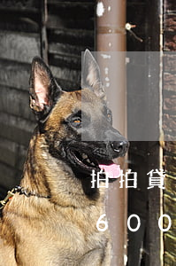 拍拍貸欠幾萬不還怎么樣(拍拍貸還欠余下的600多塊錢 不還好么)