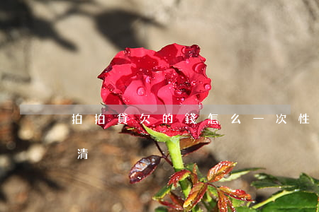 拍拍貸欠的錢怎么一次性還(拍拍貸一次性還清)