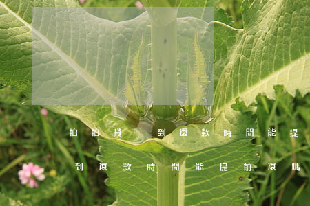 拍拍貸沒到還款時間能提前還嗎-拍拍貸沒到還款時間能提前還嗎
