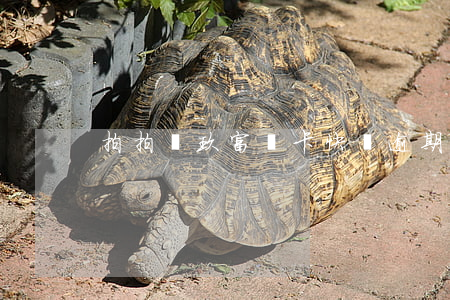 拍拍貸玖富萬卡快貸逾期(拍拍貸催款)