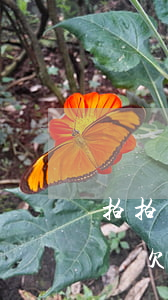 拍拍貸發(fā)短信說我欠他錢(收到拍拍貸欠款短信但名字不是我的)