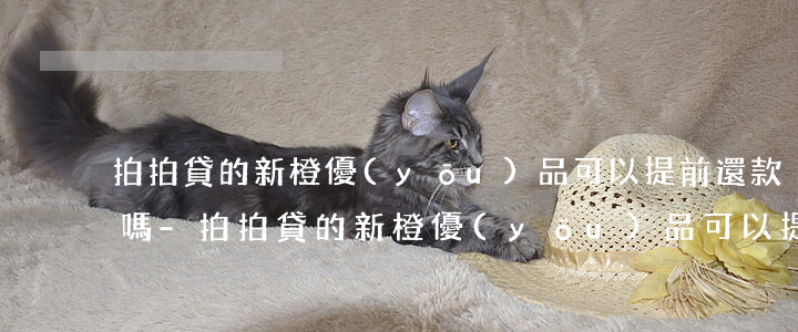 拍拍貸的新橙優(yōu)品可以提前還款嗎-拍拍貸的新橙優(yōu)品可以提前還款嗎安全嗎