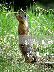 拍拍貸的逾期天數(shù)分為哪幾級(拍拍貸的逾期天數(shù)分為哪幾級呢)