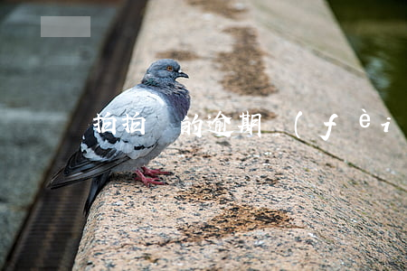 拍拍貸的逾期費(fèi)用