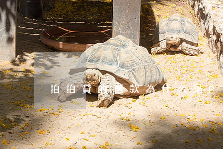 拍拍貸的還款為什么是P0S機(jī)-