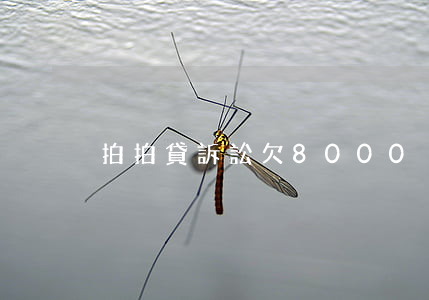拍拍貸訴訟欠8000