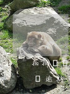 拍拍貸說欠款逾期(拍拍貸逾期會怎么樣?拍拍貸逾期后果介紹)