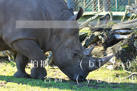 拍拍貸賠標(biāo)逾期賠1分錢(拍拍貸合同嚴(yán)重超期)