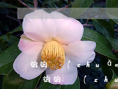 拍拍貸轉(zhuǎn)型之后欠的錢還要還(拍拍貸轉(zhuǎn)型了還用還款嗎)