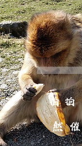 拍拍貸逾期12.11(拍拍貸逾期四年了突然催款到家了 怎么辦)