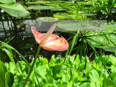 拍拍貸逾期14天了-拍拍貸逾期了幾天還上后,還可以再貸款嗎?