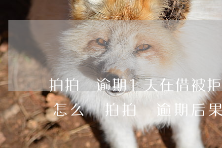 拍拍貸逾期1天在借被拒(拍拍貸逾期2天會怎么樣?拍拍貸逾期后果介紹)