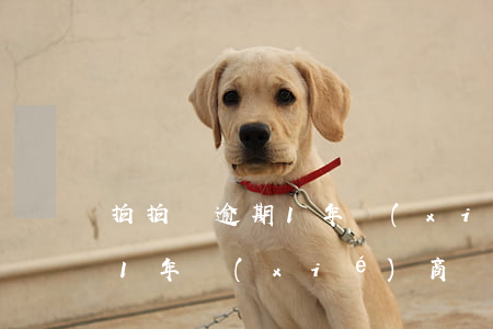 拍拍貸逾期1年協(xié)商(拍拍貸逾期1年協(xié)商)