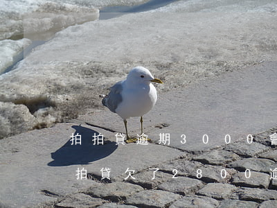 拍拍貸逾期3000會(huì)起訴嗎(拍拍貸欠了2800逾期一年多了會(huì)被起訴么)
