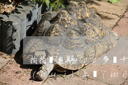 拍拍貸逾期400多塊十來(lái)天會(huì)上門(mén)嗎，逾期400多元拍拍貸，會(huì)否上門(mén)催收？