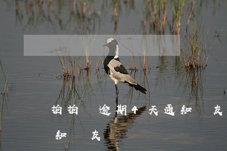 拍拍貸逾期4天通知親友(拍拍貸逾期4天通知親友)