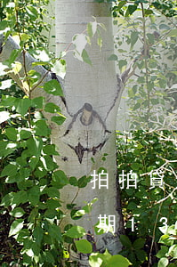 拍拍貸逾期50多天(拍拍貸逾期600多,逾期130多天影響買房嗎)