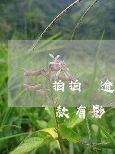 拍拍貸逾期50天還款(拍拍貸逾期50天還款有影響嗎)