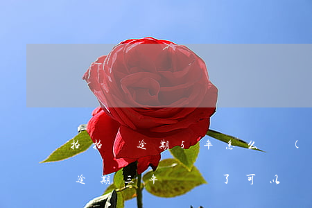 拍拍貸逾期5年怎么協(xié)商(拍拍貸逾期三年沒還了,可以協(xié)商嗎?)