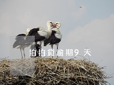 拍拍貸逾期9天