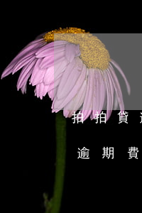 拍拍貸逾期一天多少費(fèi)用(拍拍貸逾期費(fèi)用太高,不還逾期利息可以嗎)