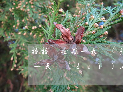 拍拍貸逾期一天費(fèi)用 拍拍貸逾期一天對(duì)以后的借款有影響嗎