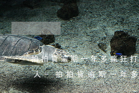 拍拍貸逾期一年多瘋狂打聯(lián)系人-拍拍貸逾期一年多瘋狂打聯(lián)系人怎么辦