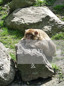 拍拍貸逾期一年怎么處理(拍拍貸逾期一年怎么處理)