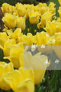 拍拍貸逾期一次可以借嗎(拍拍貸逾期過一次,額度什么時(shí)候可以再用)