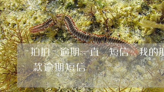 拍拍貸逾期,一直發短信給我的朋友（拍拍貸借款逾期短信）