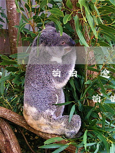 拍拍貸逾期三個(gè)月的經(jīng)歷(拍拍貸逾期3年后突然打電話是怎么回事)