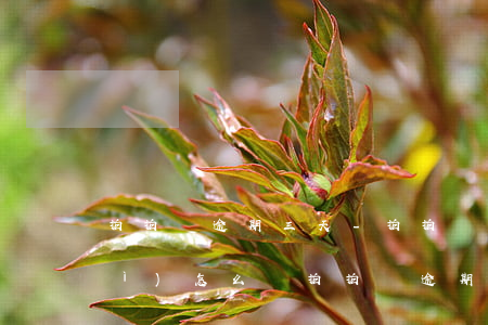 拍拍貸逾期三天-拍拍貸逾期三天會(huì)怎么樣?拍拍貸逾期后果介紹