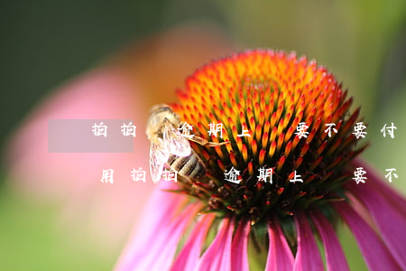 拍拍貸逾期上門要不要付上門費(fèi)用 拍拍貸逾期上門要不要付上門費(fèi)用