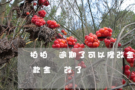 拍拍貸逾期了可以修改金額(拍拍貸把我的還款金額改了)