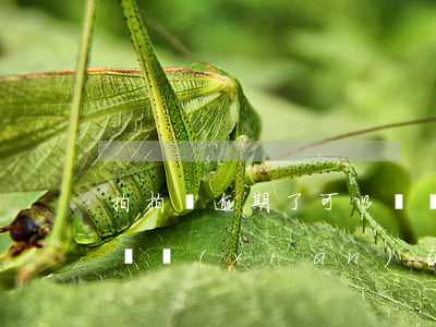 拍拍貸逾期了可以還嗎 拍拍貸逾期了可以還嗎現(xiàn)在