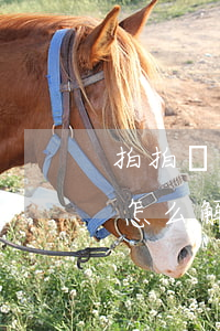 拍拍貸逾期了怎么辦最新(拍拍貸2020年怎么解決逾期貸款)