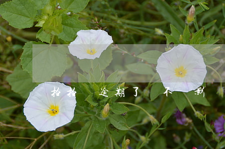 拍拍貸逾期了會不會影響芝麻分-