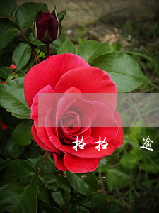 拍拍貸逾期五年可以申請(qǐng)減免嗎-
