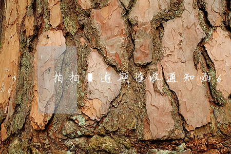 拍拍貸逾期催收通知函6(拍拍貸催繳通知書)