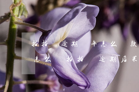 拍拍貸逾期兩年怎么還款(拍拍貸逾期2天會怎么樣?拍拍貸逾期后果介紹)