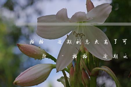 拍拍貸逾期利息太高了可以協(xié)商還款嗎-拍拍貸逾期之后收很高的利息,可以報警處理嗎