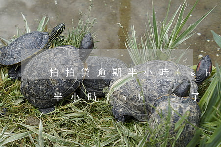 拍拍貸逾期半小時(shí)了（拍拍貸逾期半小時(shí)了）
