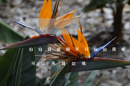 拍拍貸逾期半月(拍拍貸逾期了幾天還上后,還可以再貸款嗎?)