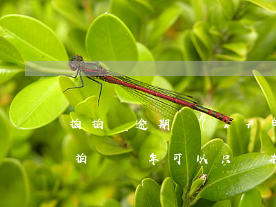 拍拍貸逾期協(xié)商只還本金(拖欠拍拍貸兩年,可以只還本金可以嗎)