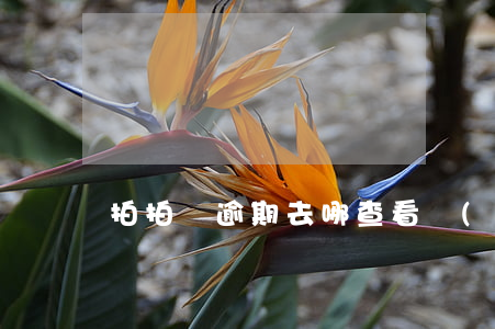 拍拍貸逾期去哪查看進(jìn)度