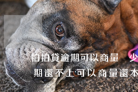 拍拍貸逾期可以商量減少利息嗎-拍拍貸逾期還不上可以商量還本金嗎?