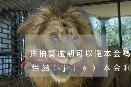 拍拍貸逾期可以還本金嗎(拍拍貸逾期后一次性結(jié)本金,利息還在里面)