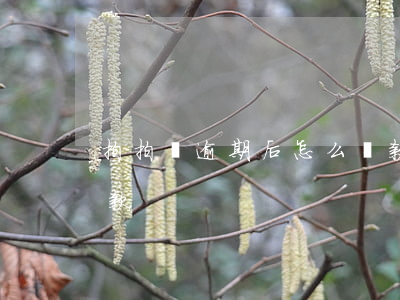 拍拍貸逾期后怎么還款(拍拍貸過期了怎么還款)