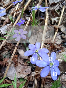 拍拍貸逾期后登錄提示賬號(hào)已注銷-拍拍貸逾期后登錄提示賬號(hào)已注銷怎么辦